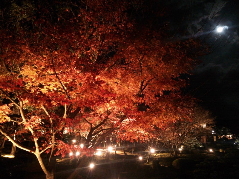由志園の紅葉ライトアップ