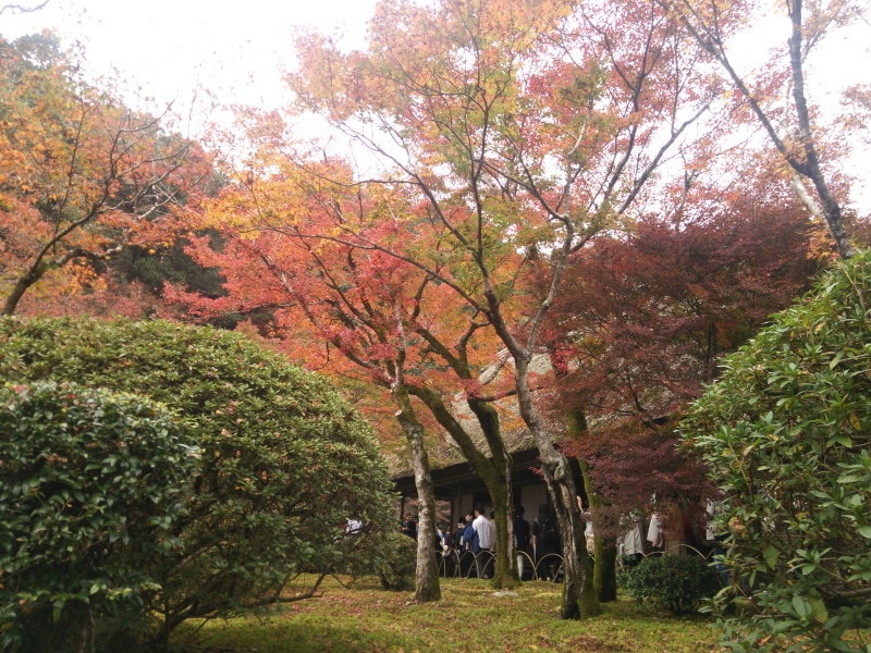 九年庵の紅葉