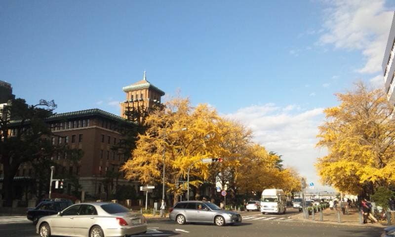 横浜・日本大通りのいちょう並木