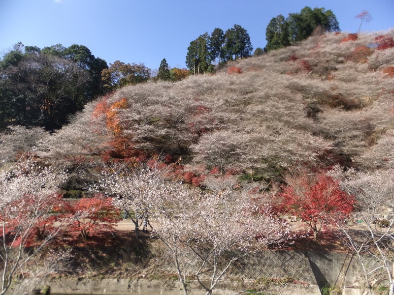 小原の四季桜と紅葉