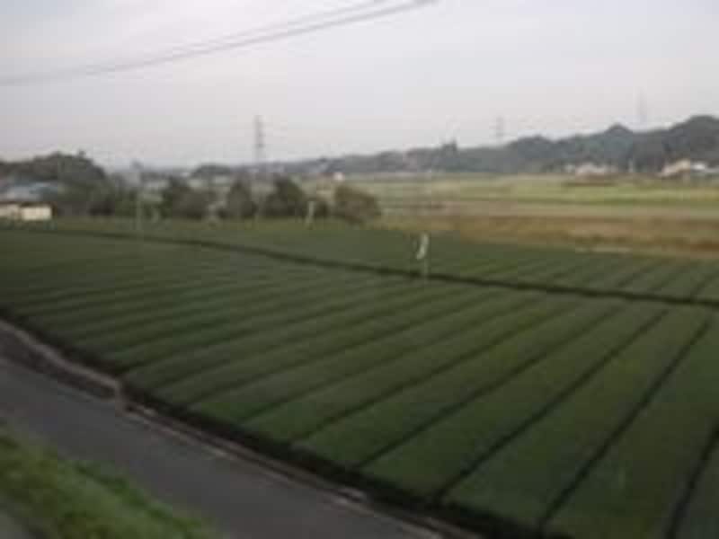 茶畑