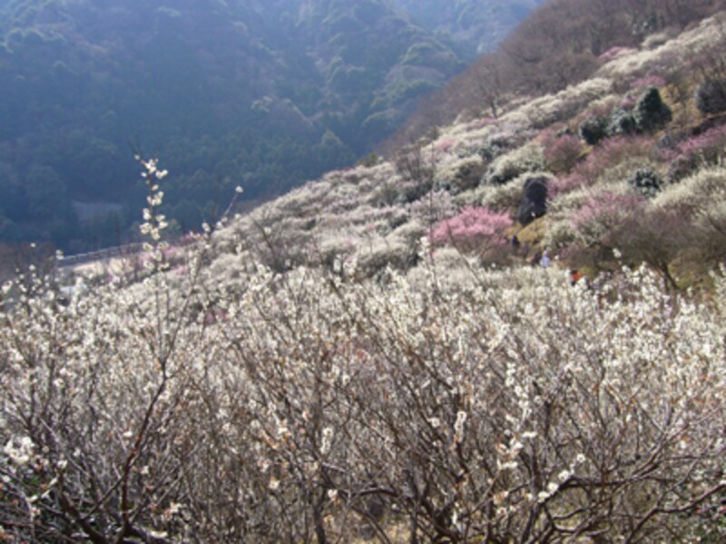 湯河原梅林