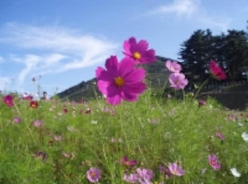 9月はコスモスの花が咲き乱れます。四季折々の自然の中でさまざまな体験を楽しめるのが魅力
