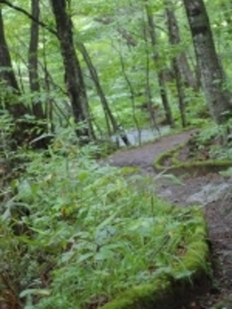 奥入瀬渓流沿いの遊歩道。苔むした林道の風情と、川の流れる音に心癒されます