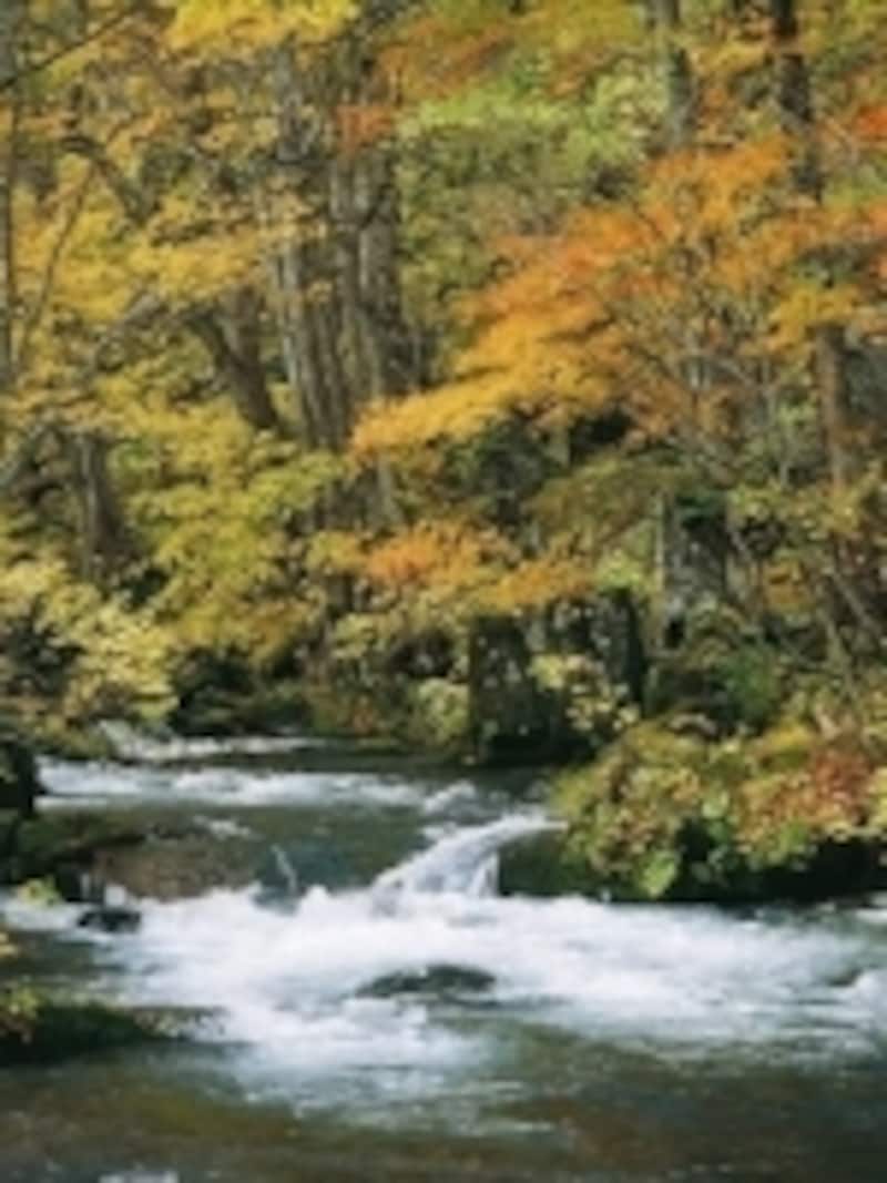 紅葉が眩しい秋の奥入瀬渓流の風景は、壮大な日本画のよう