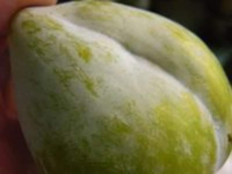 ケルシーすもも