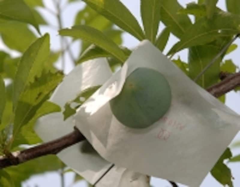 ケルシーすもも