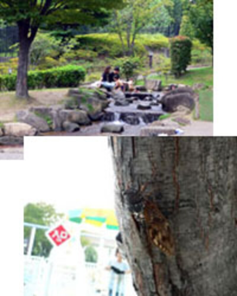 自然豊かな園内