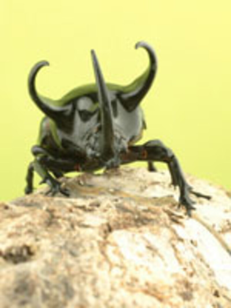 ムシキング王国