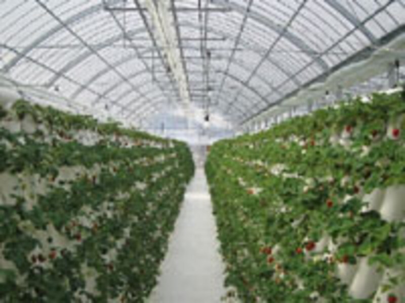 おおパパの苺や