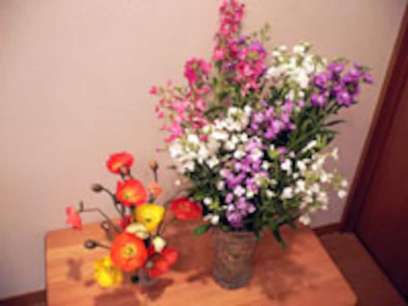 ポピー＆ストック