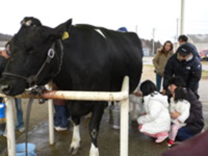 乳牛の手しぼり体験