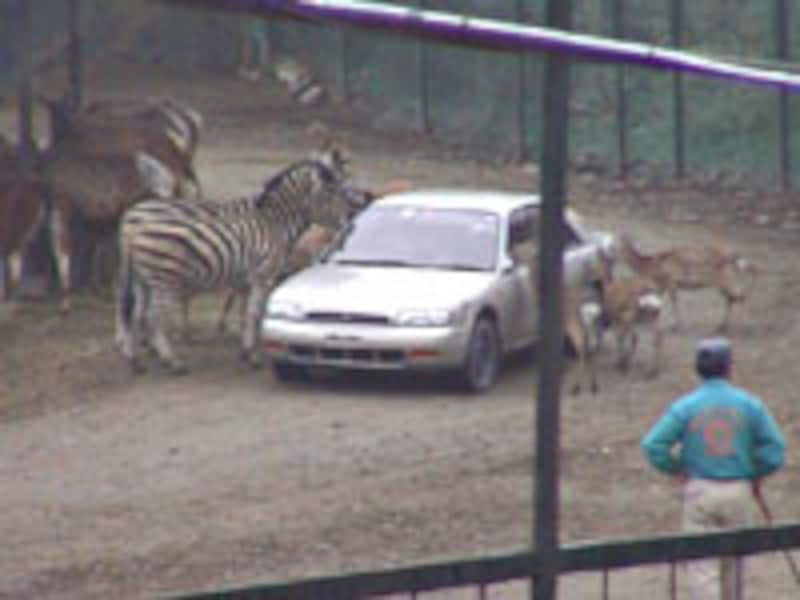 サファリパーク