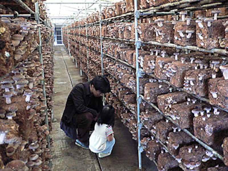 しいたけの栽培ハウス内