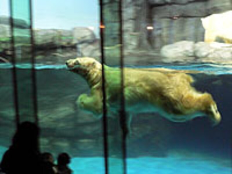 ホッキョクグマ