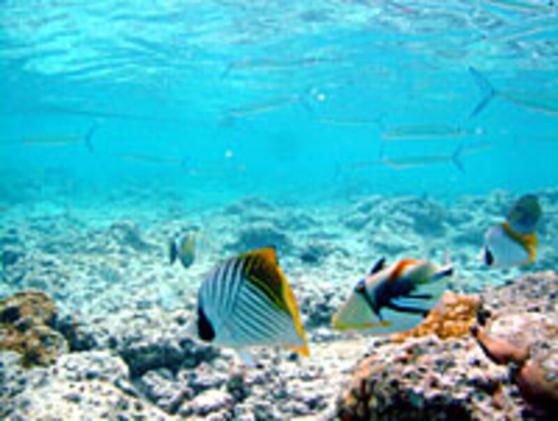 マニャガハ島（熱帯魚）