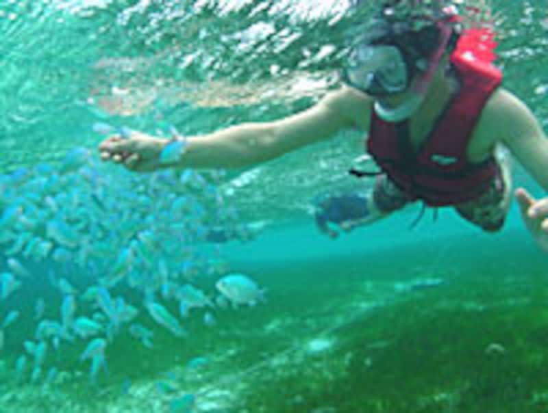 ビーチ（シュノーケルトリップ）