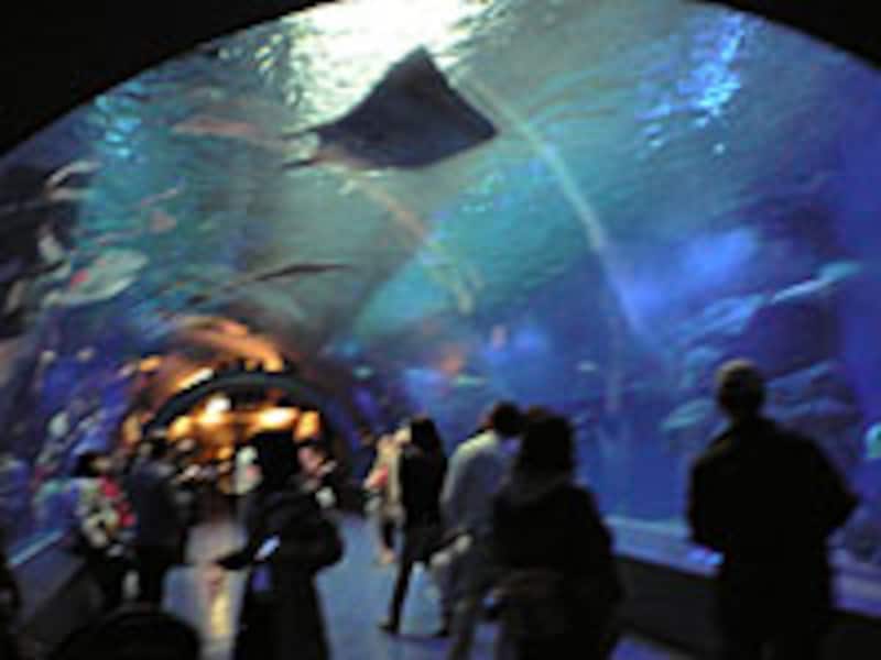 アクアスタジアム