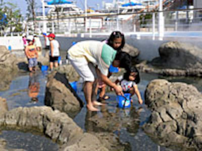 サカナリーフ(2)