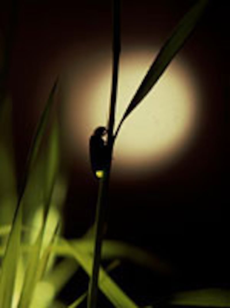 箱根ホテル小涌園（ホタル）