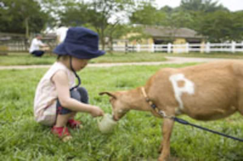 子ヤギに餌をあげる女の子
