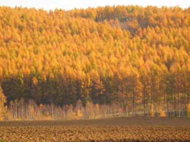 11月に楽しむ北海道の秋風景 女満別町 黄金色に燃えるカラマツの黄葉 北海道の観光 旅行 All About