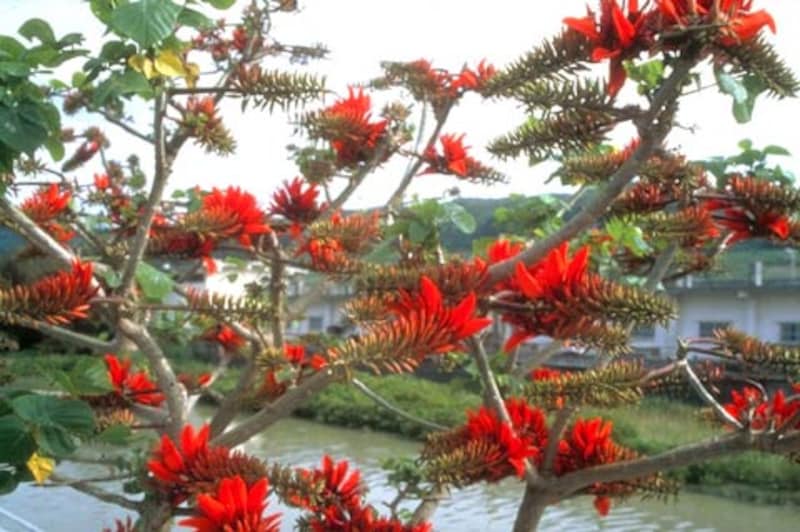 沖縄の花・でぃご