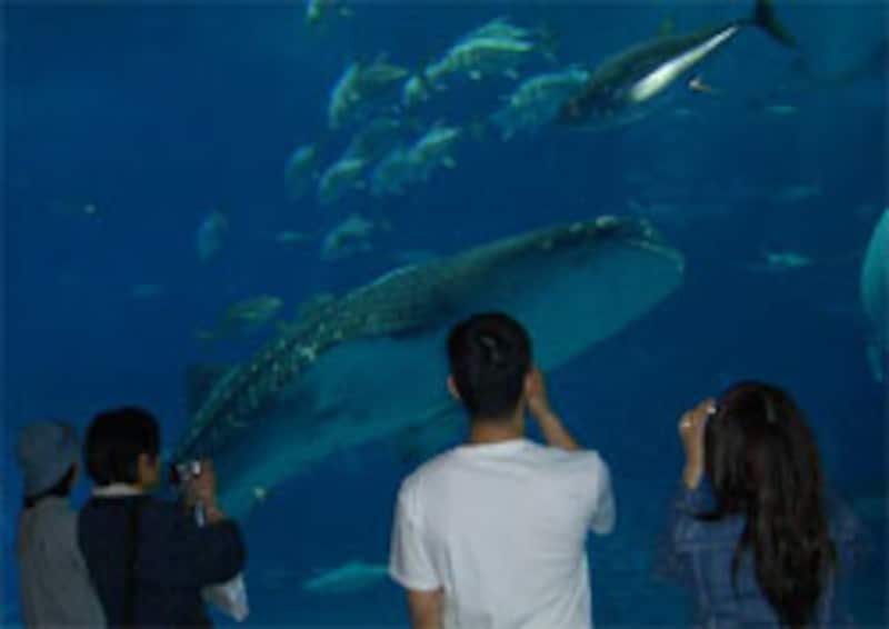 美ら海水族館のジンベエザメ