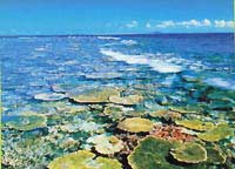 八重干瀬でシュノーケルツアー