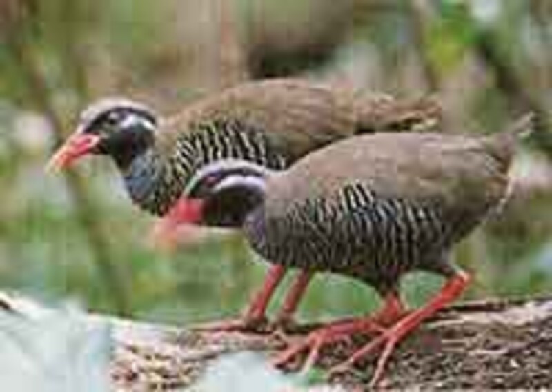 絶滅が心配されるヤンバルクイナ