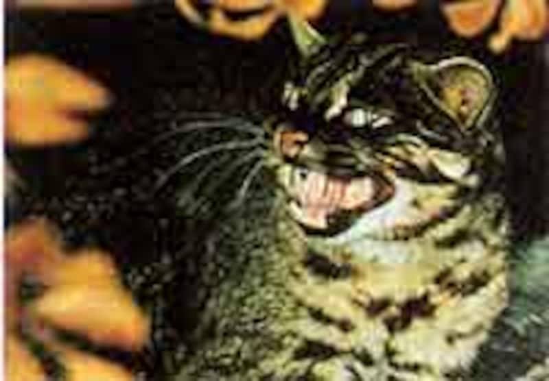 希少種のイリオモテヤマネコ