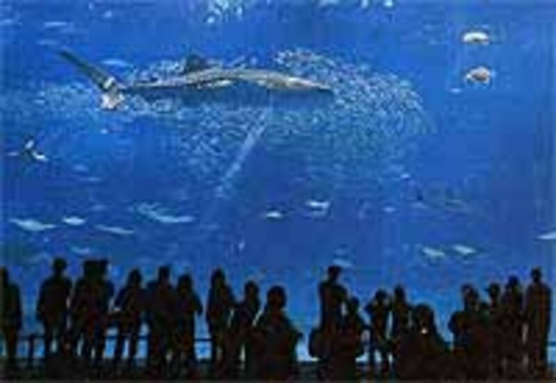 観光客に人気の高い美ら海水族館