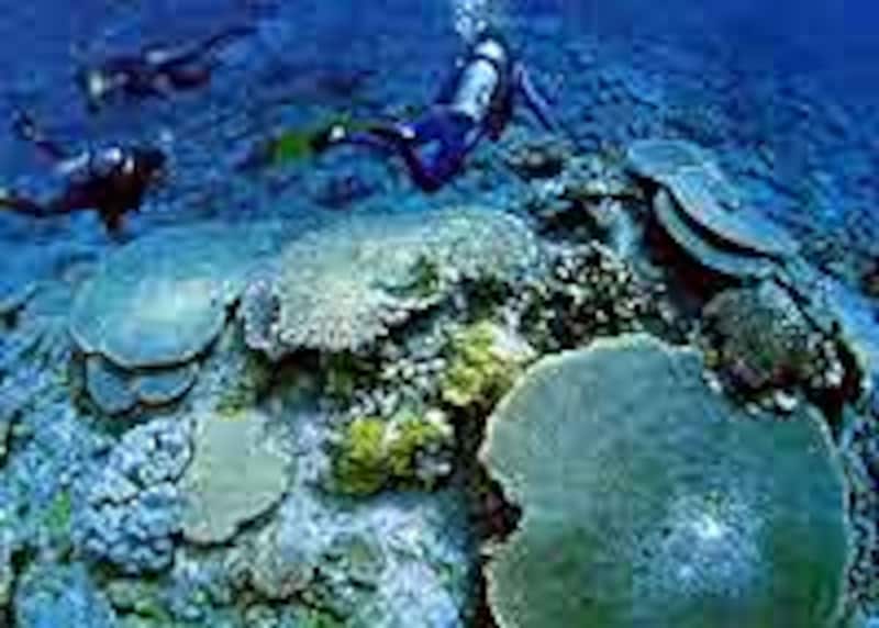 豊富な種類のサンゴが棲む沖縄の海
