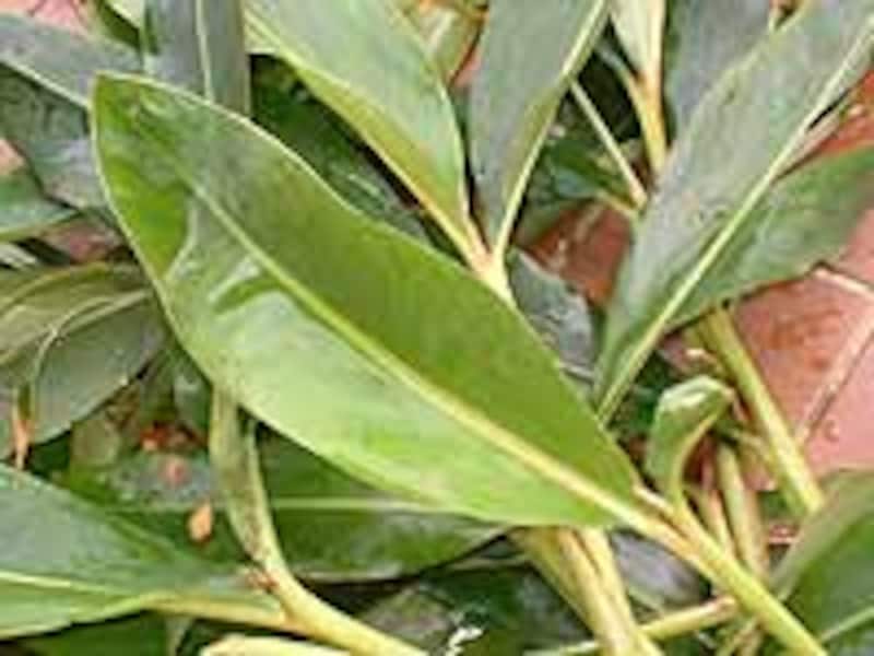 月桃は沖縄の代表的な薬草です