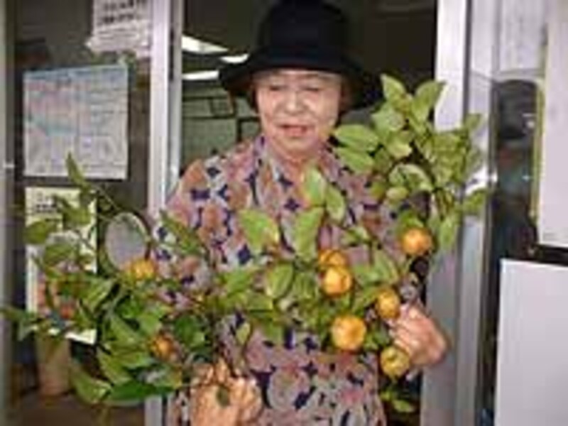 沖縄の特産品シークワァーサー