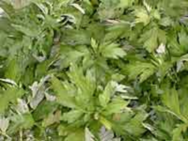 ヨモギもみんなで採取しました