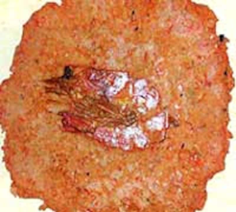 クルマエビ沖縄伊豆味店