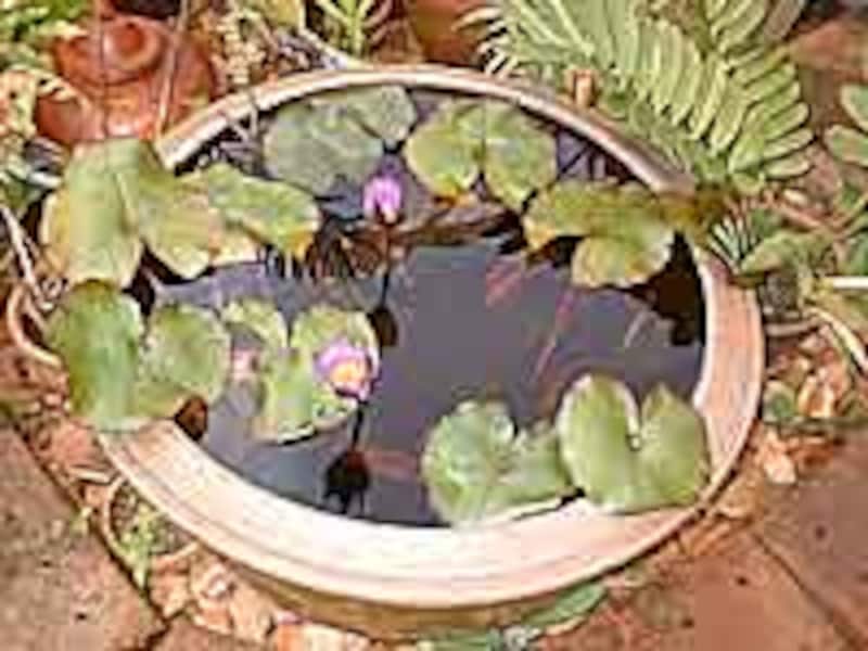 ガーデンカフェ南来流(なんくる)