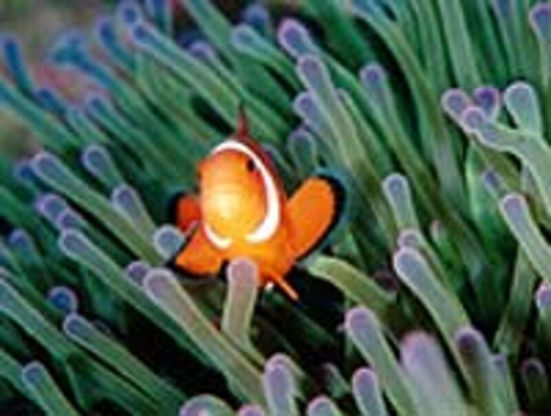 ナガンヌ島の海に住むクマノミ