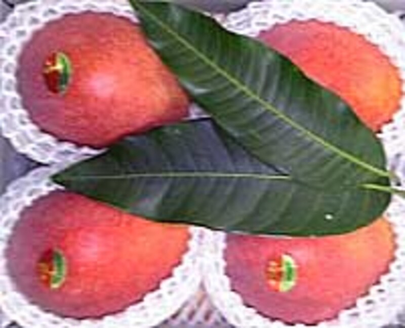 沖縄のマンゴ