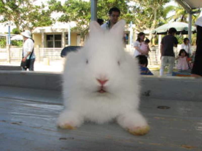 沖縄こどもの国