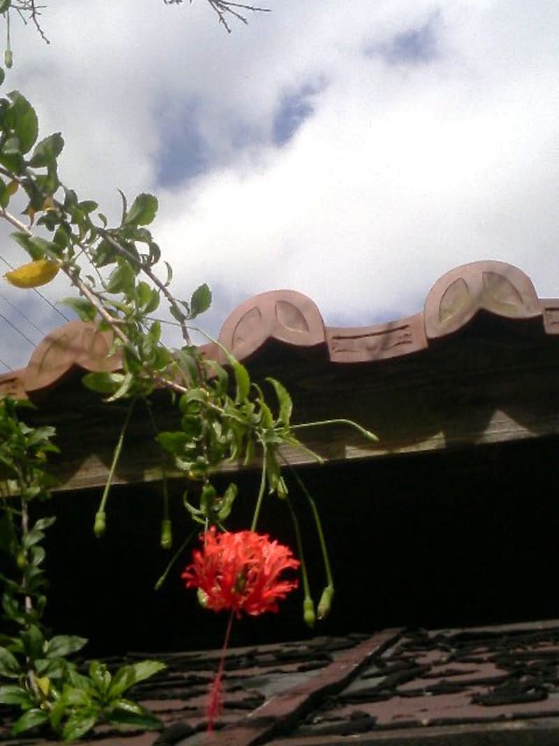 沖縄に惹かれる理由