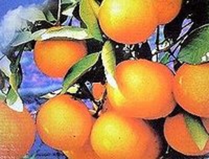 沖縄の桜まつり