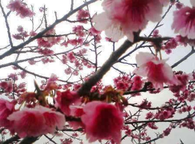 沖縄の桜まつり
