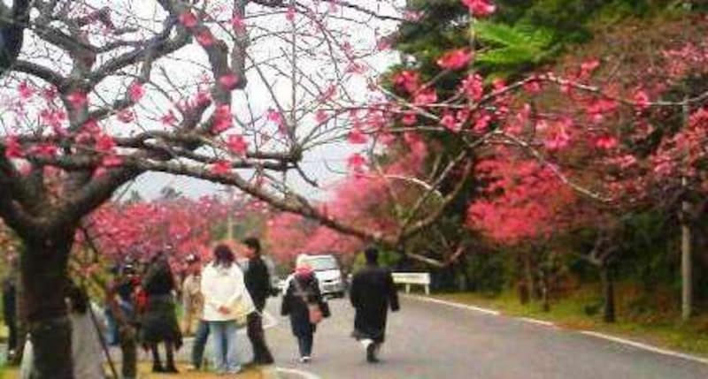 沖縄の桜まつり