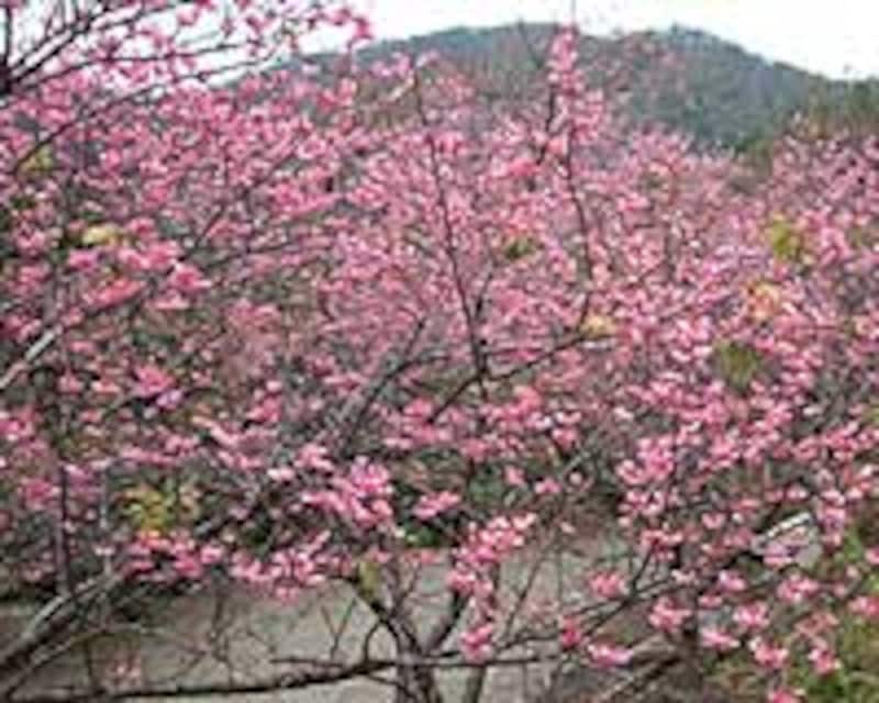 沖縄の桜まつり