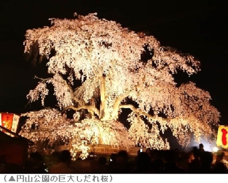 京都の夜桜 ライトアップ情報 京都の観光 旅行 All About