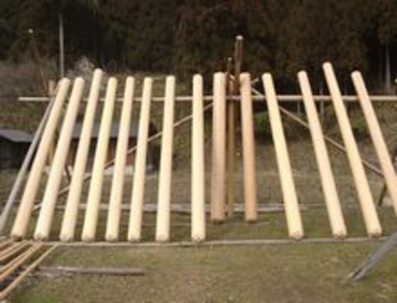北山杉