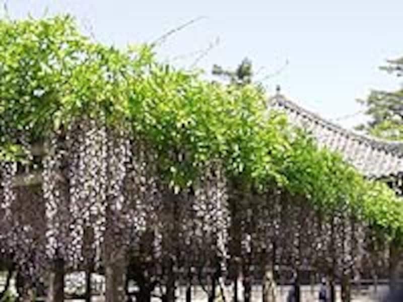 京都の春の花の名所