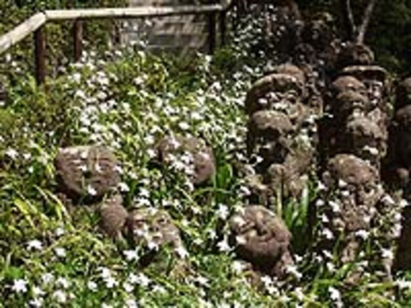京都の春の花の名所